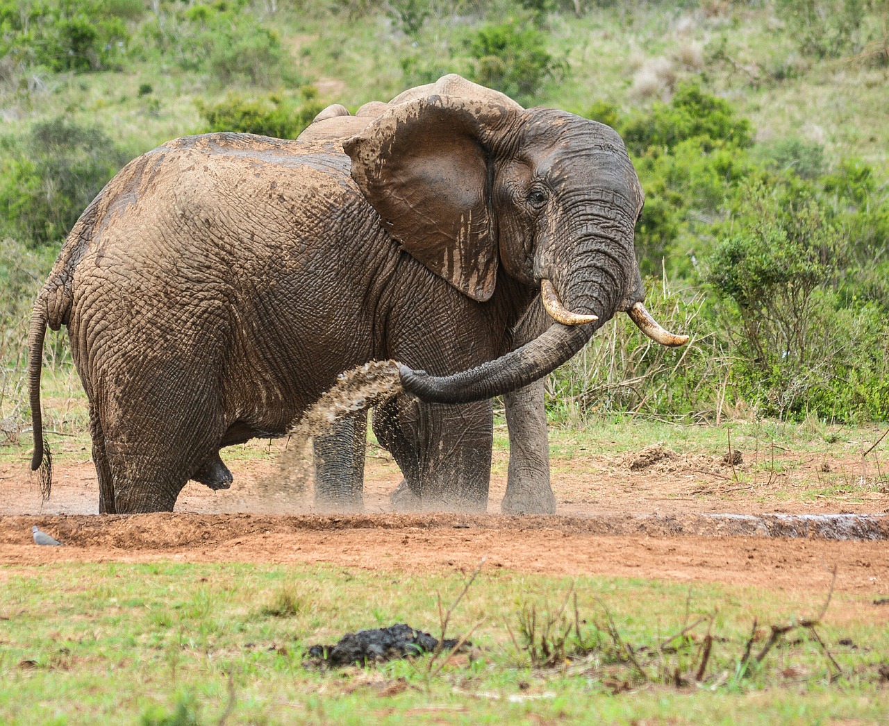 Image - elephant wildlife nature animal