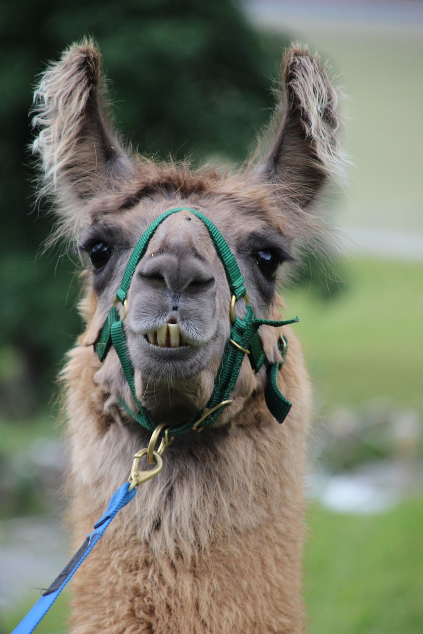 Image - lama portrait animal world animal