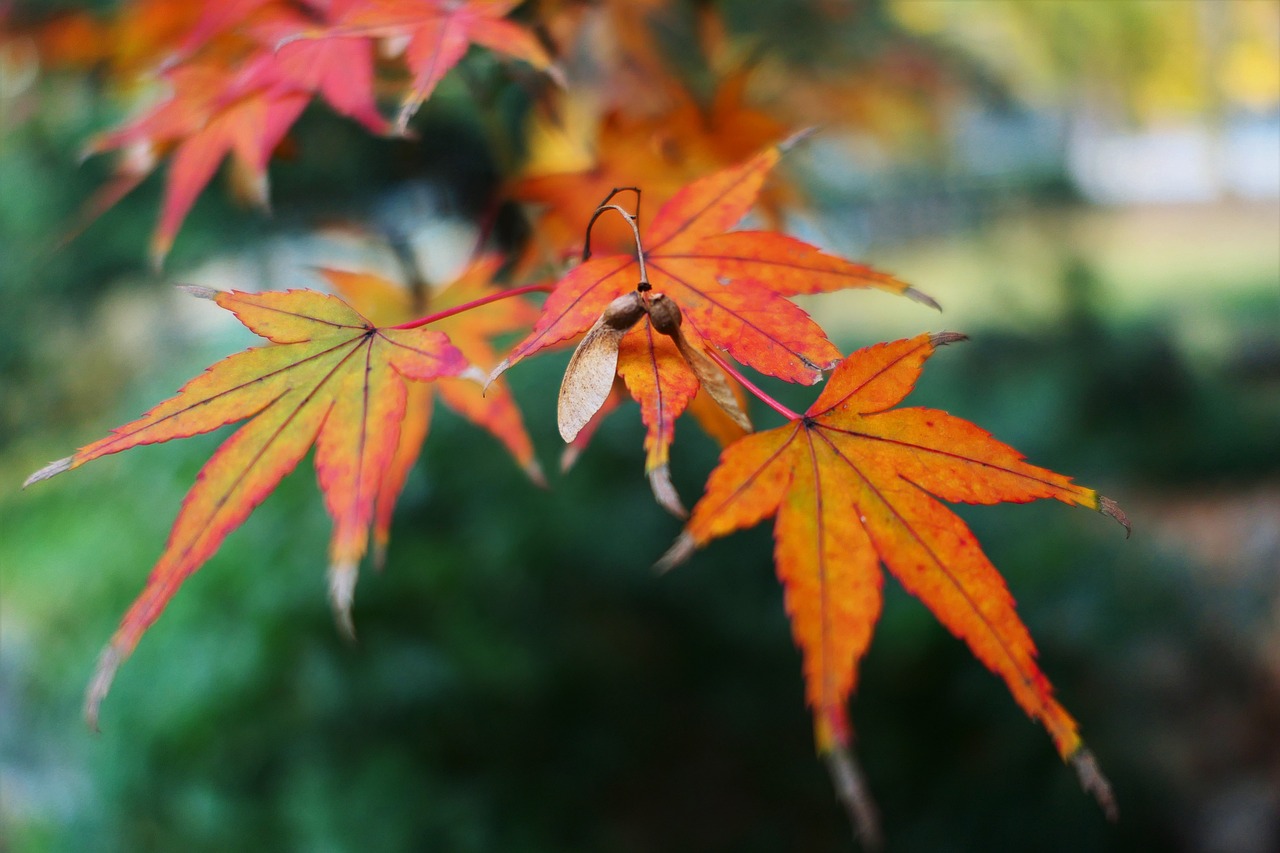 Image - maple golden snitch fall leaf