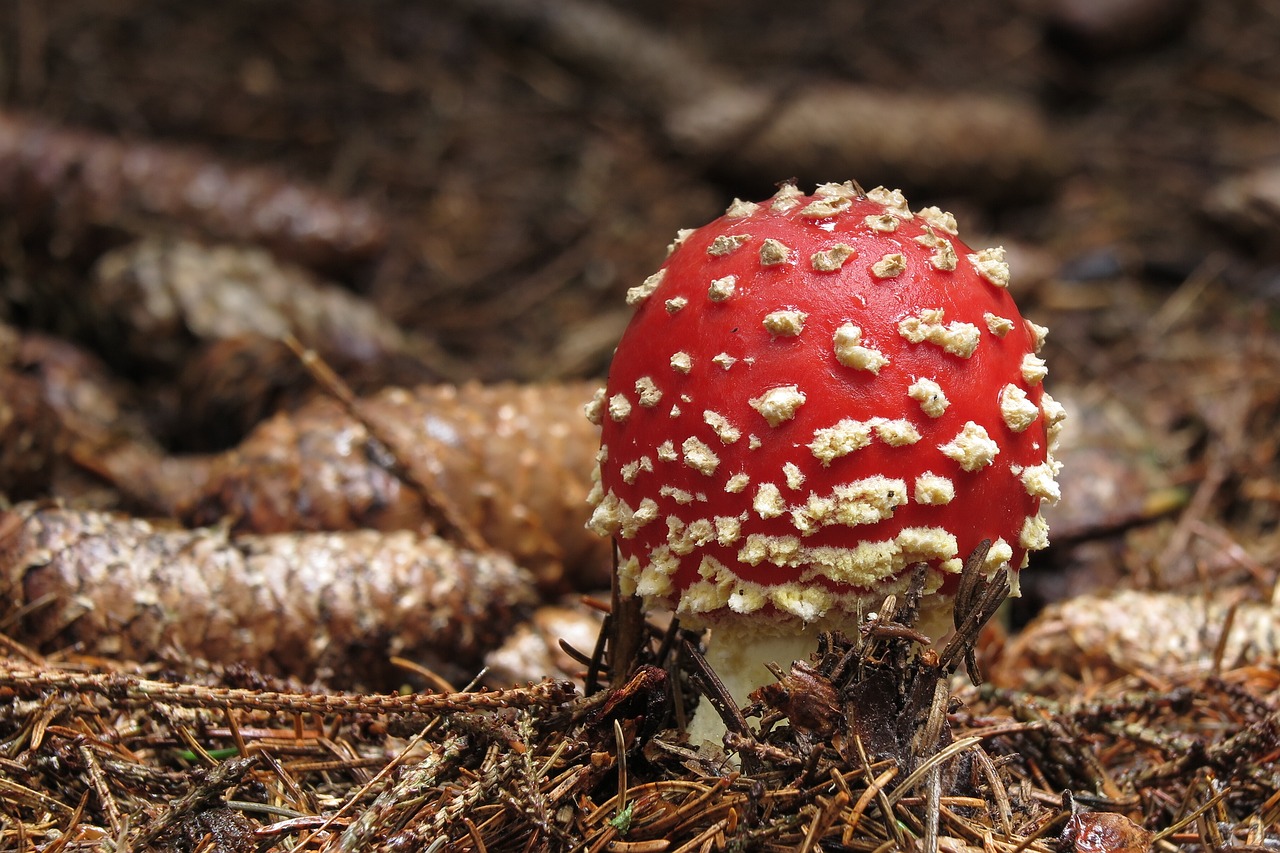 Image - fungus amanita muscaria forest