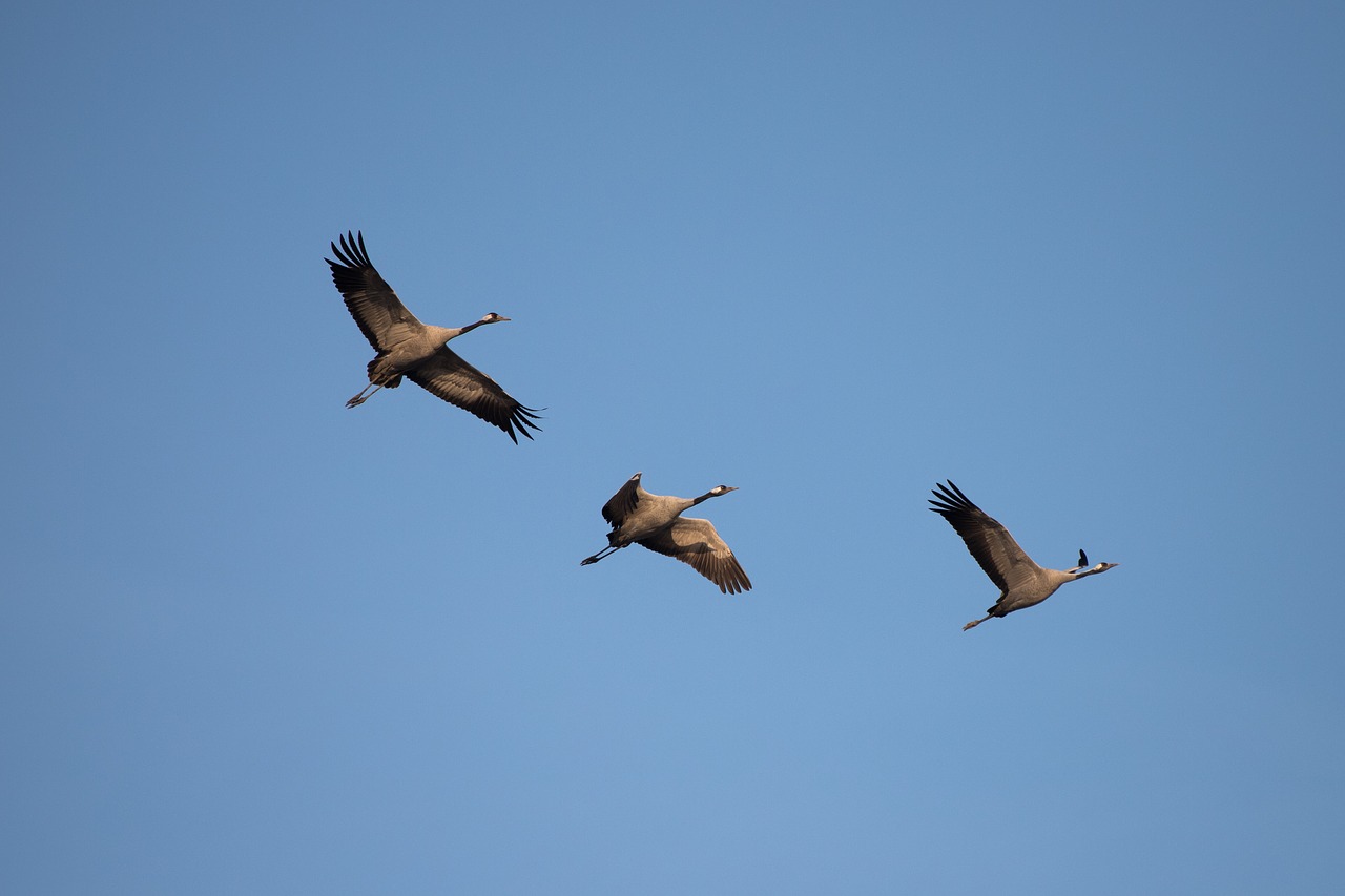 Image - crane fall crane bird flight bird