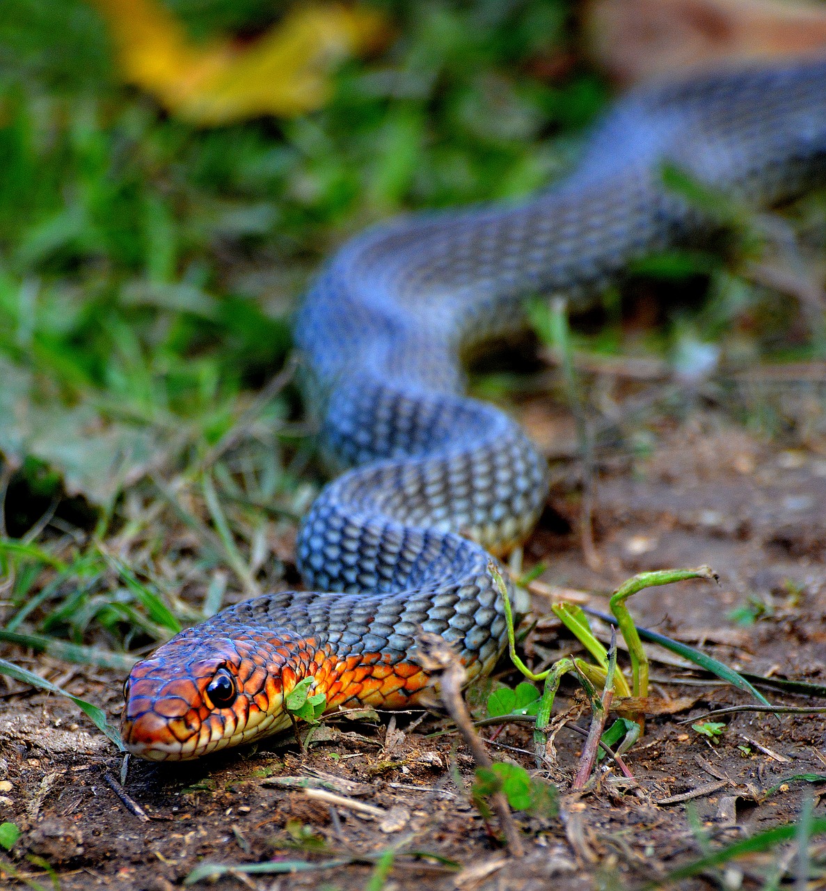 Image - animals nature turkey snake thrace