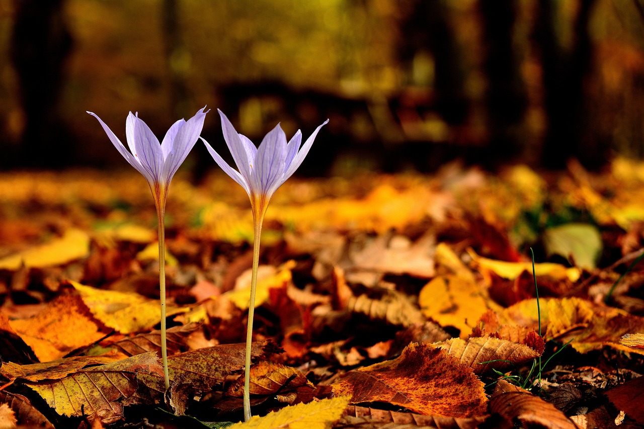 Image - endemic thrace nature flower