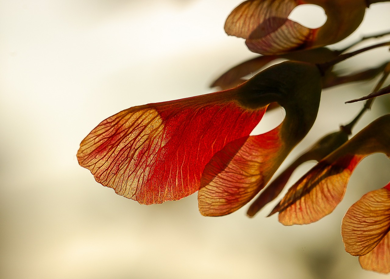 Image - maple seeds sunrise autumn fall