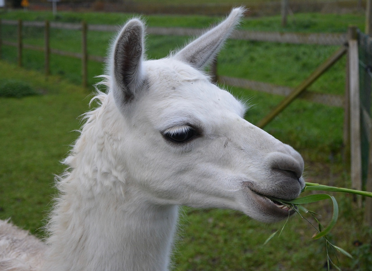 Image - lama head lama profile white lama