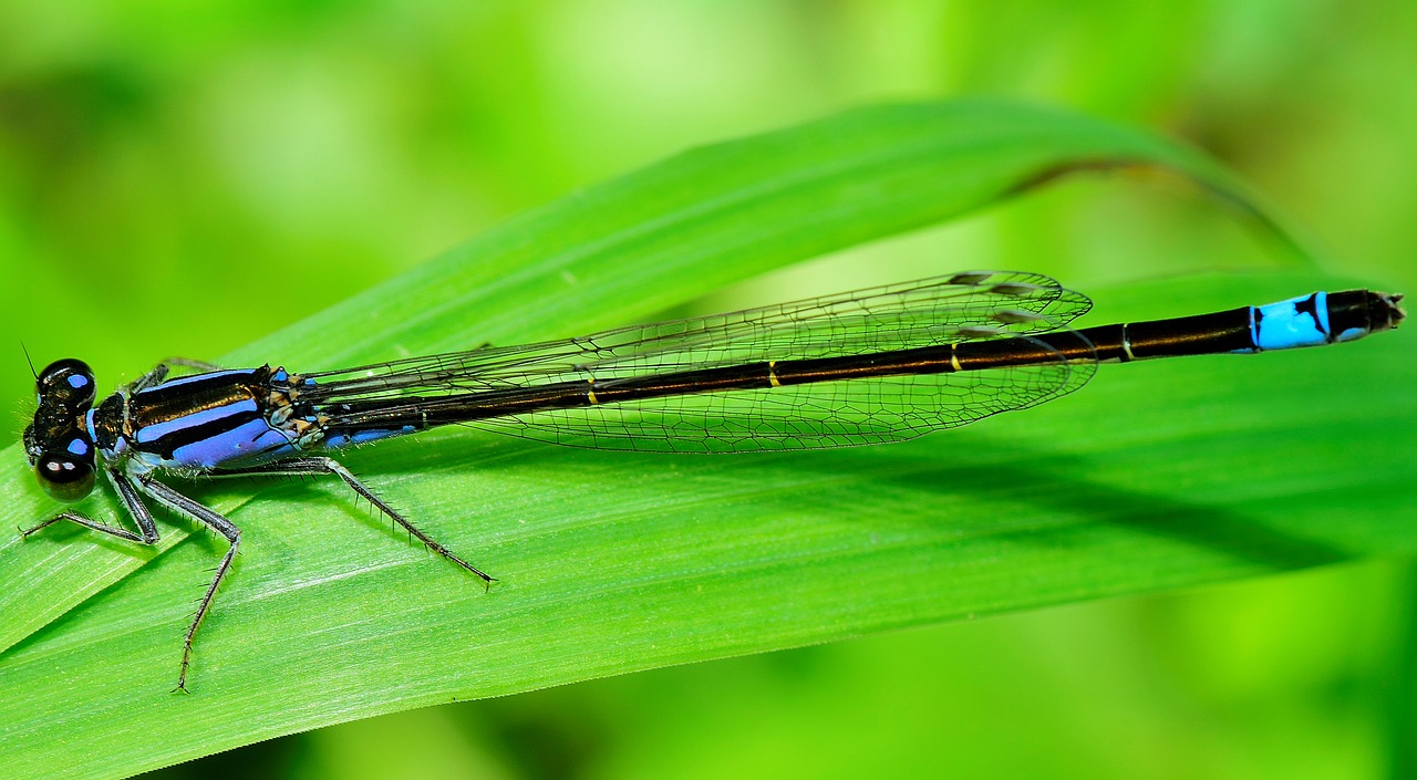 Image - insect dragonfly wings libelulido