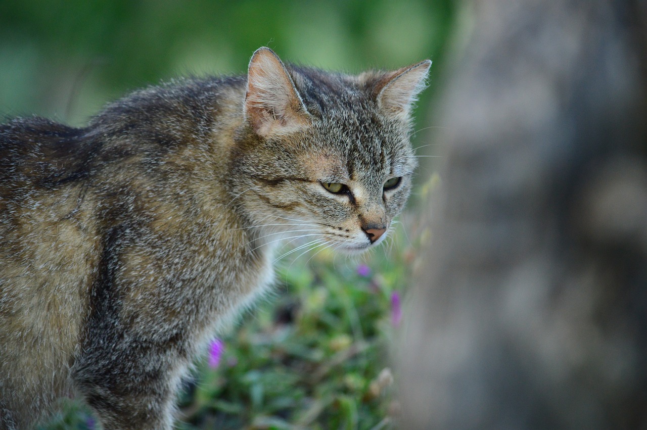 Image - cat feline pet domestic cat