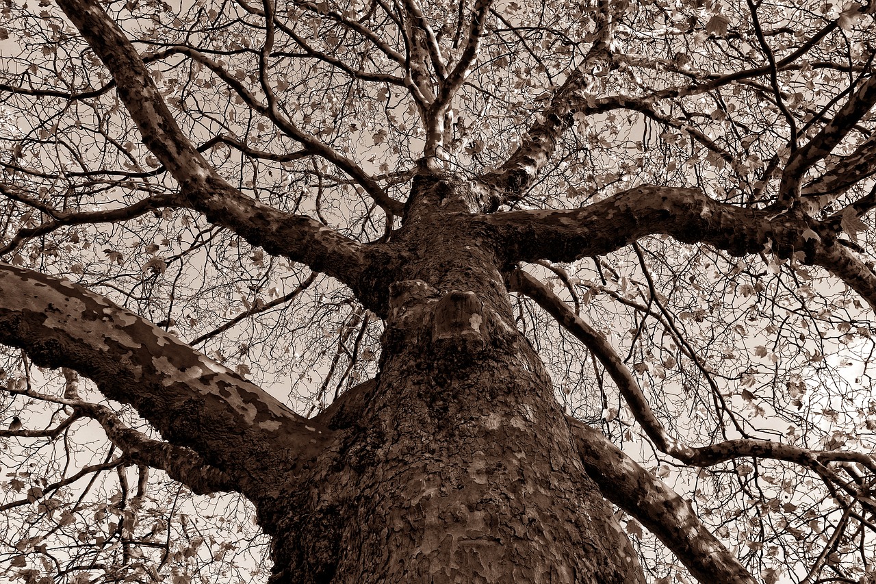 Image - tree trunk gnarled bark branch