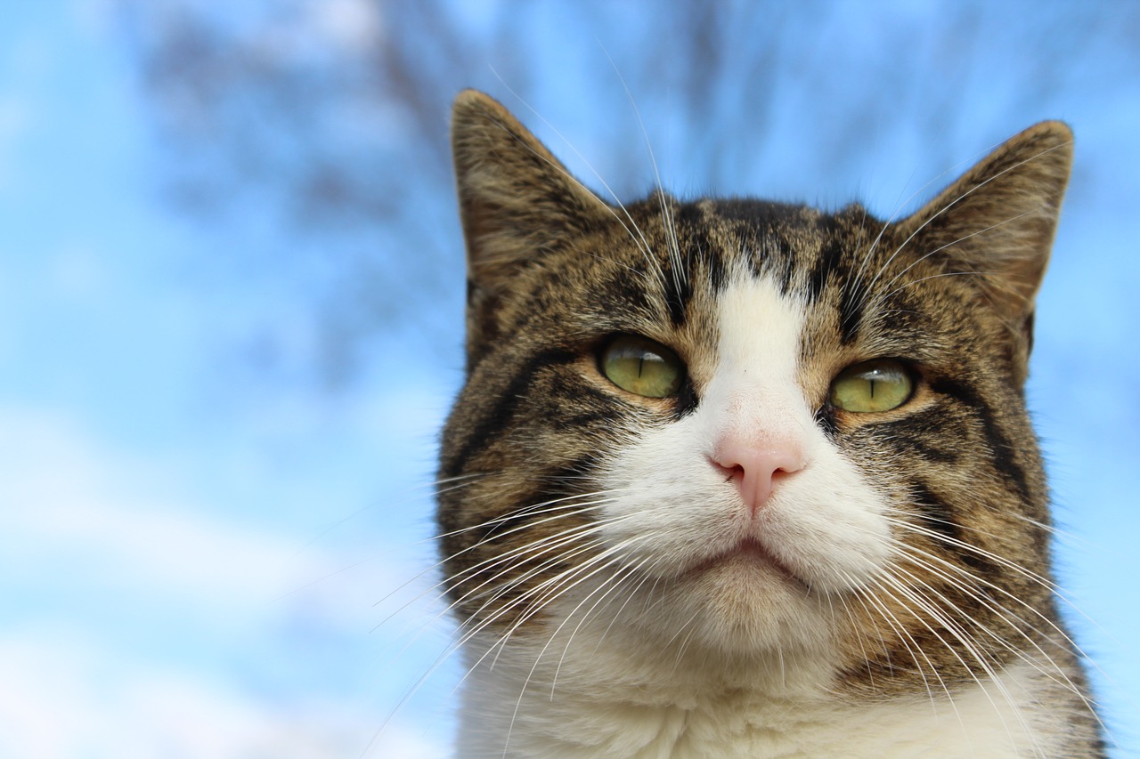 Image - cat thoughtful stare