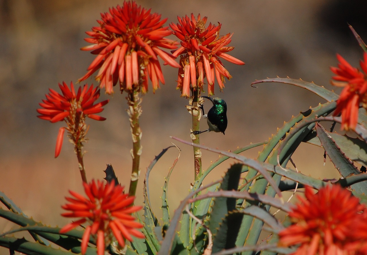Image - flower south african orange