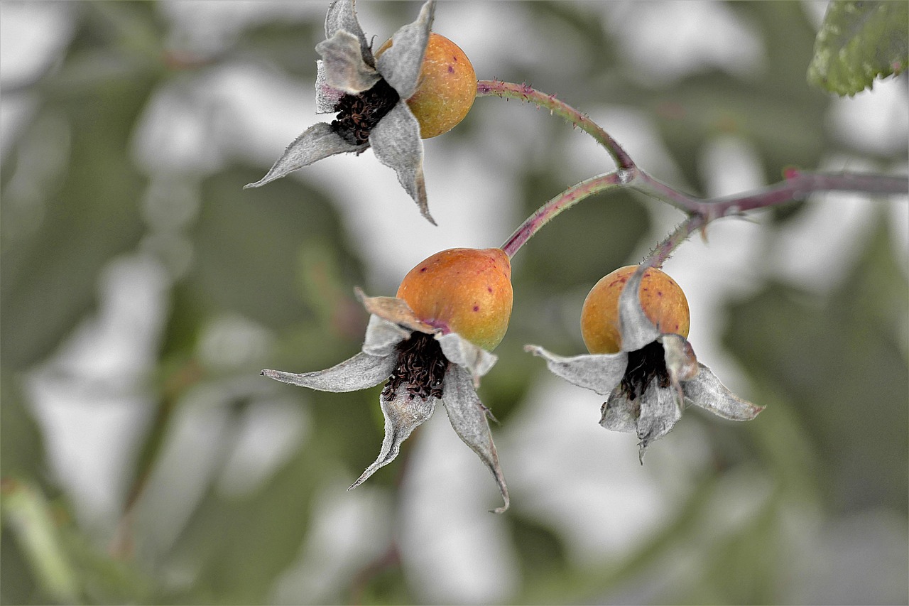 Image - rose hip red faded fruit wild rose