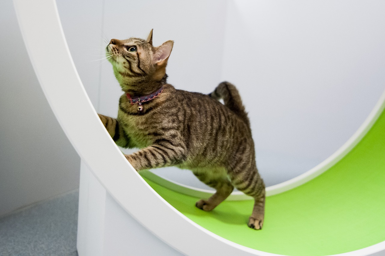 Image - cat cat room kitty