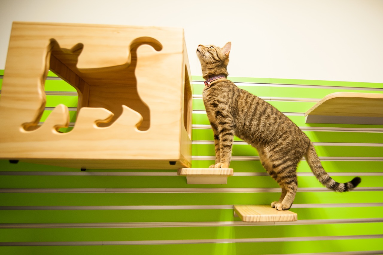 Image - cat cat room kitty