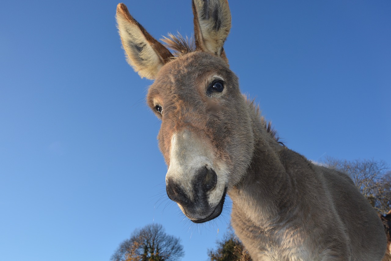 Image - donkey head ass domestic animal