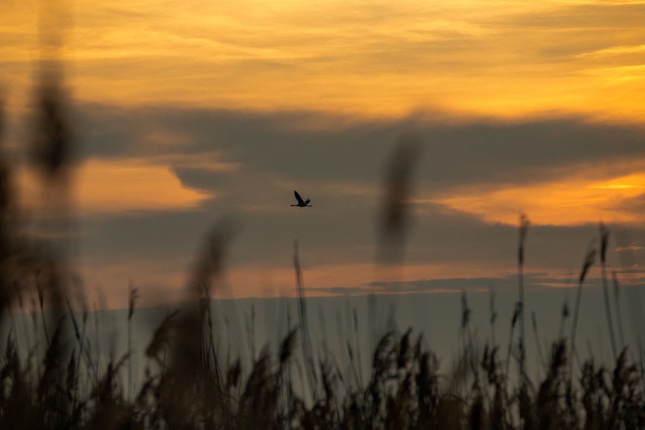 Image - sunset reed dusk swamp mood