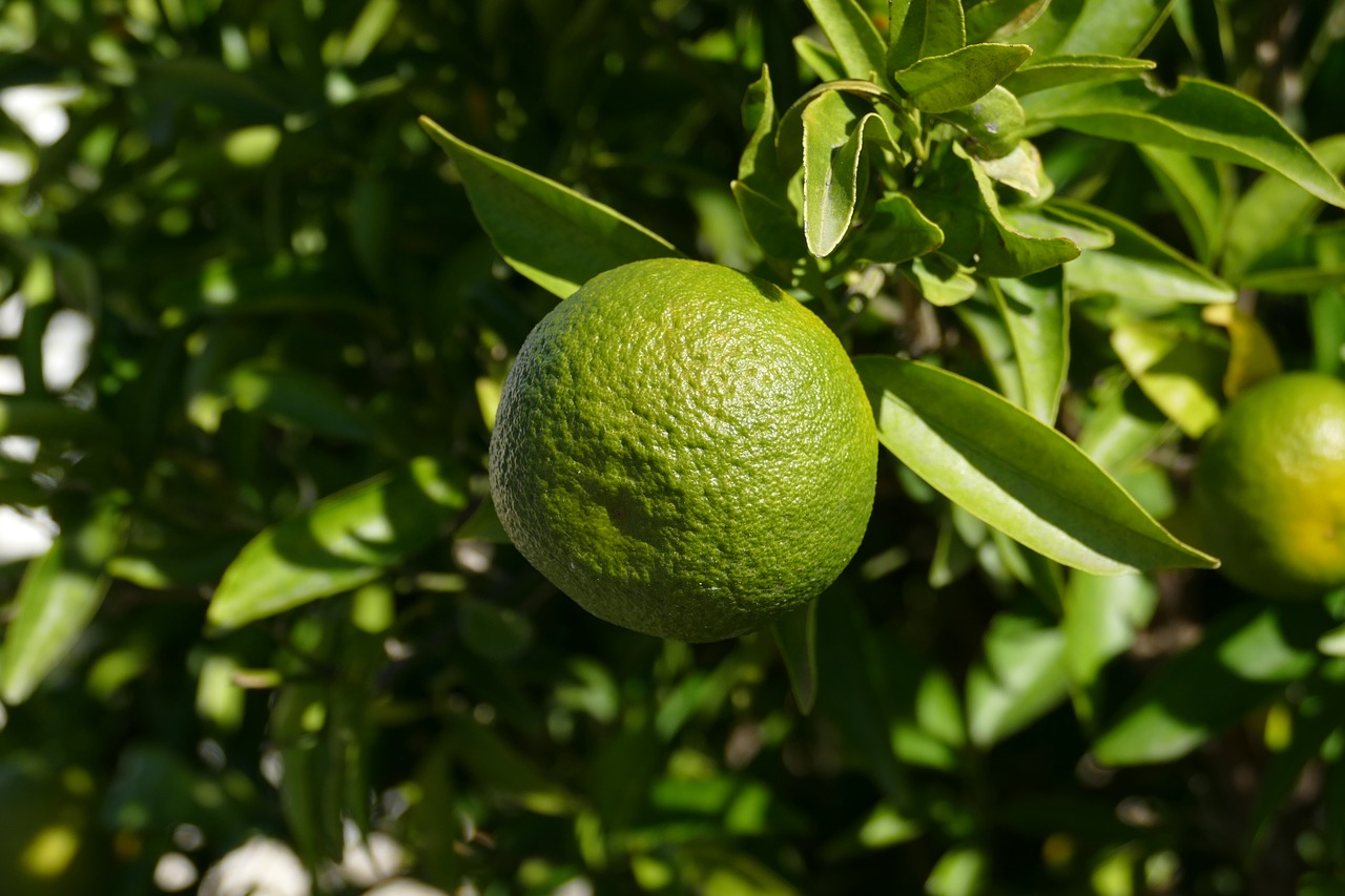 Image - orange zuidvrucht fruit citrus