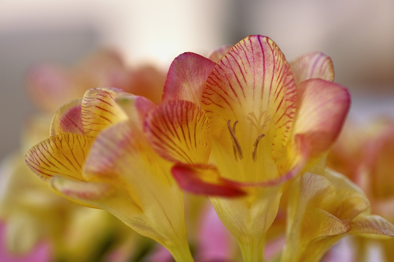 Image - freesia flower blossom bloom plant