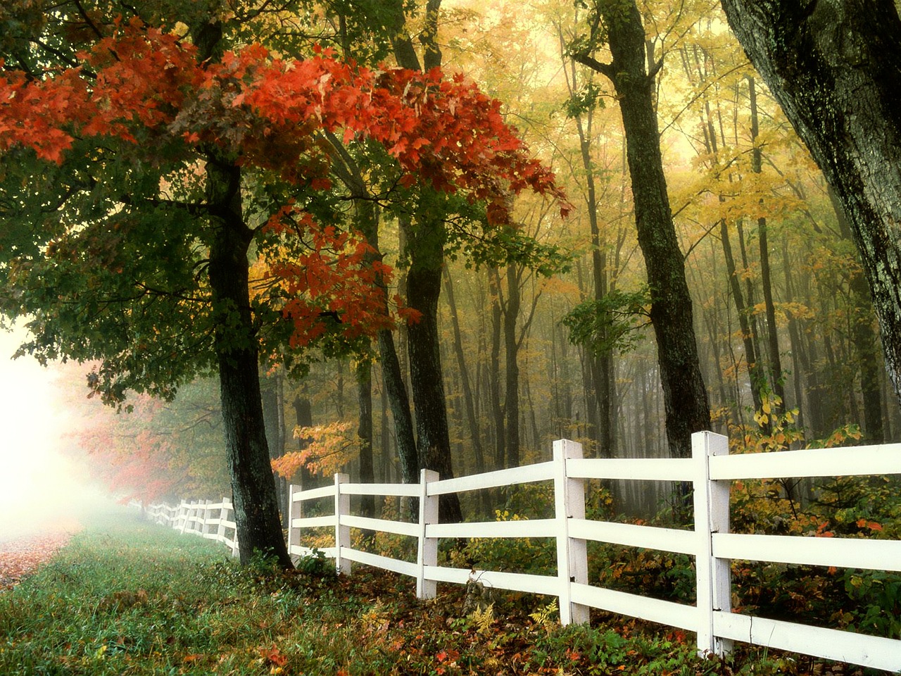 Image - early morning autumn fall forest