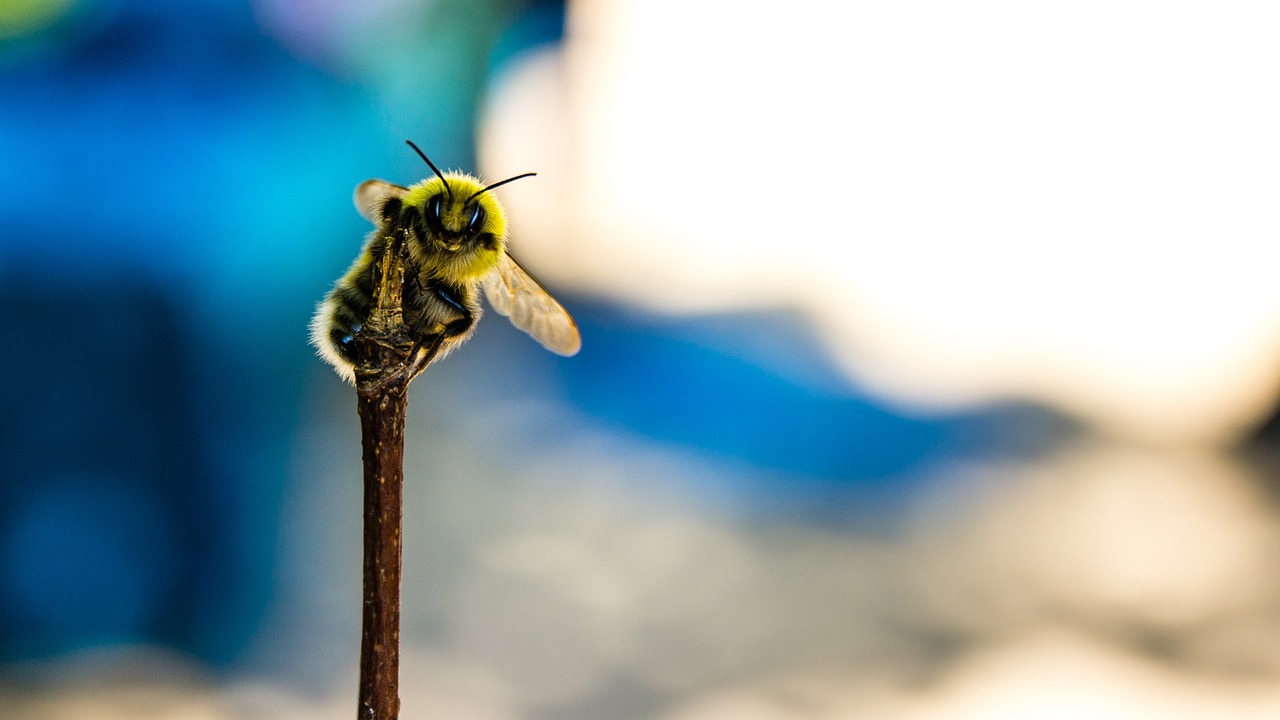 Image - bee wildlife photography close