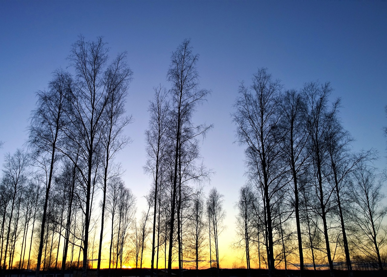 Image - sunset horizon landscapes tree