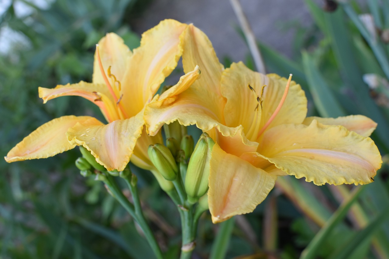 Image - yellow flowers day lilly flora