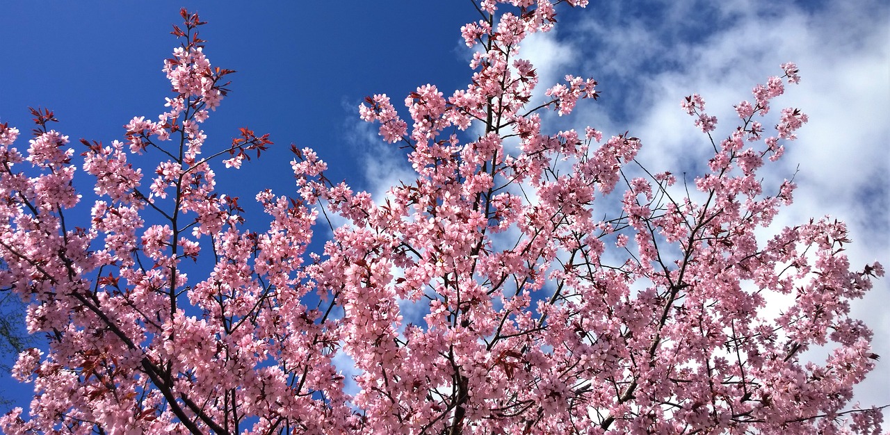 Image - cherry blossom spring flowering