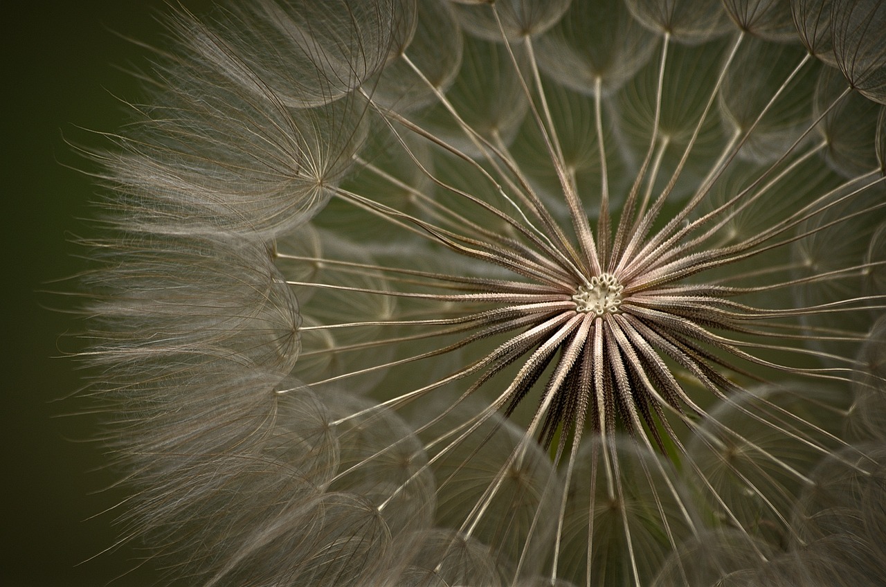 Image - dandelion summer meadow flower