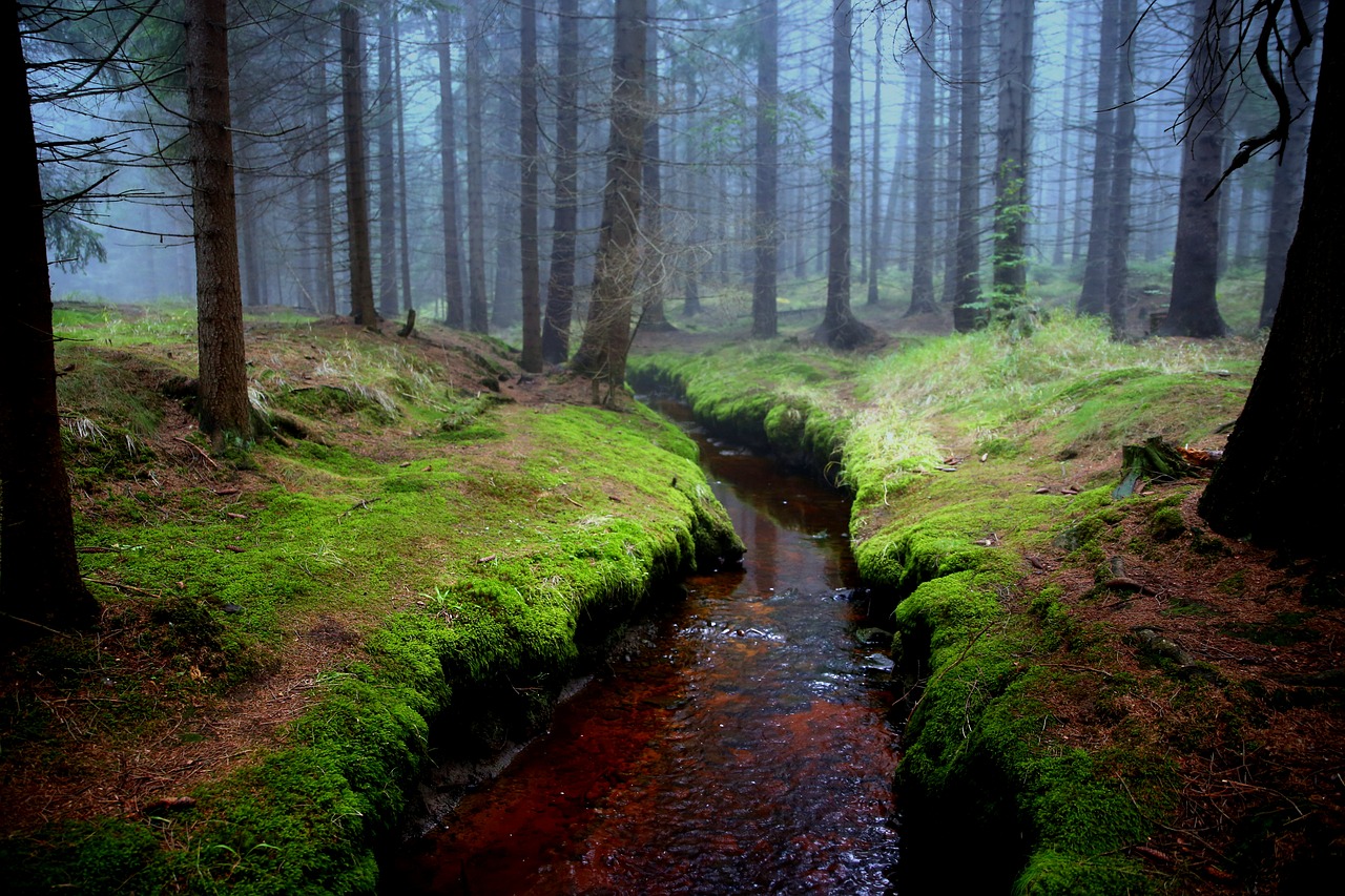 Image - forest brook the fog litter autumn