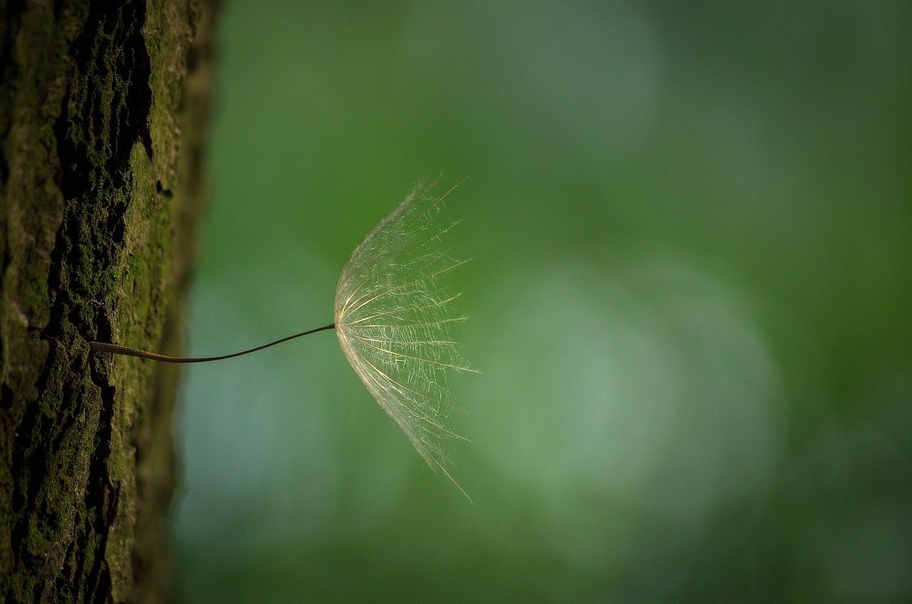 Image - dandelion tree bark spring