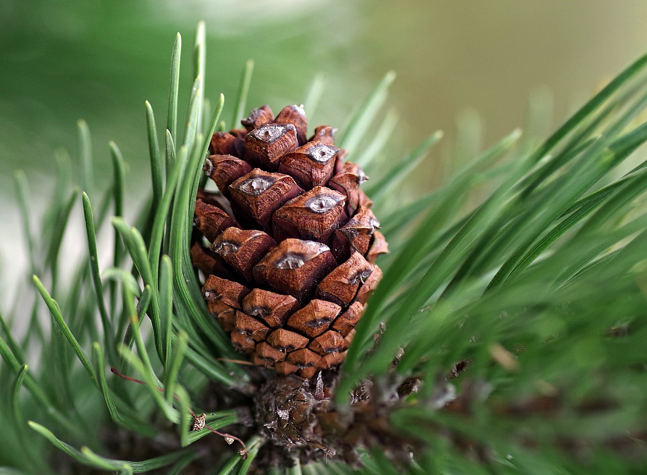 Image - pine cone pine coniferous reed