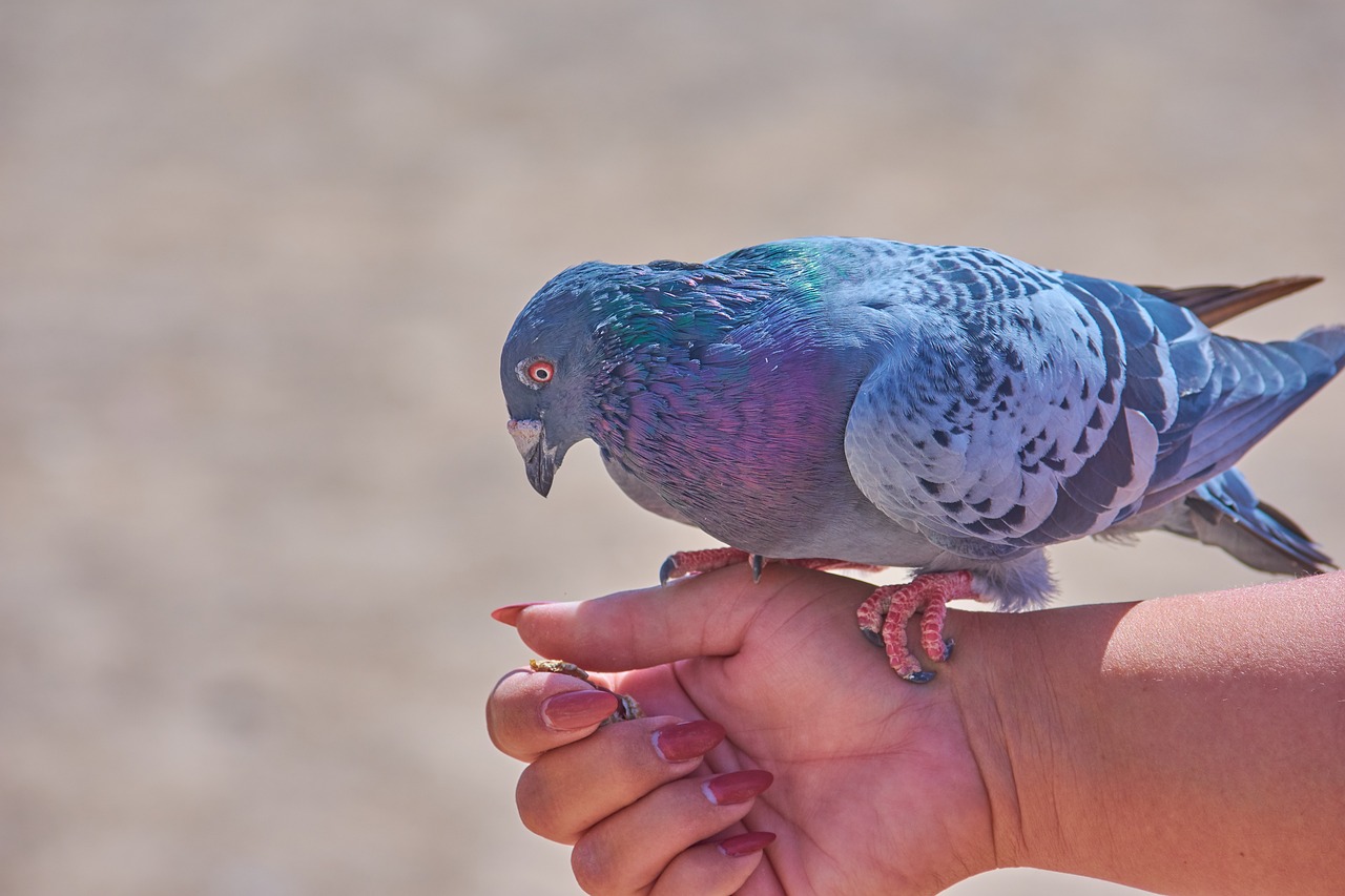Image - dove tame hand arm feed eat bird