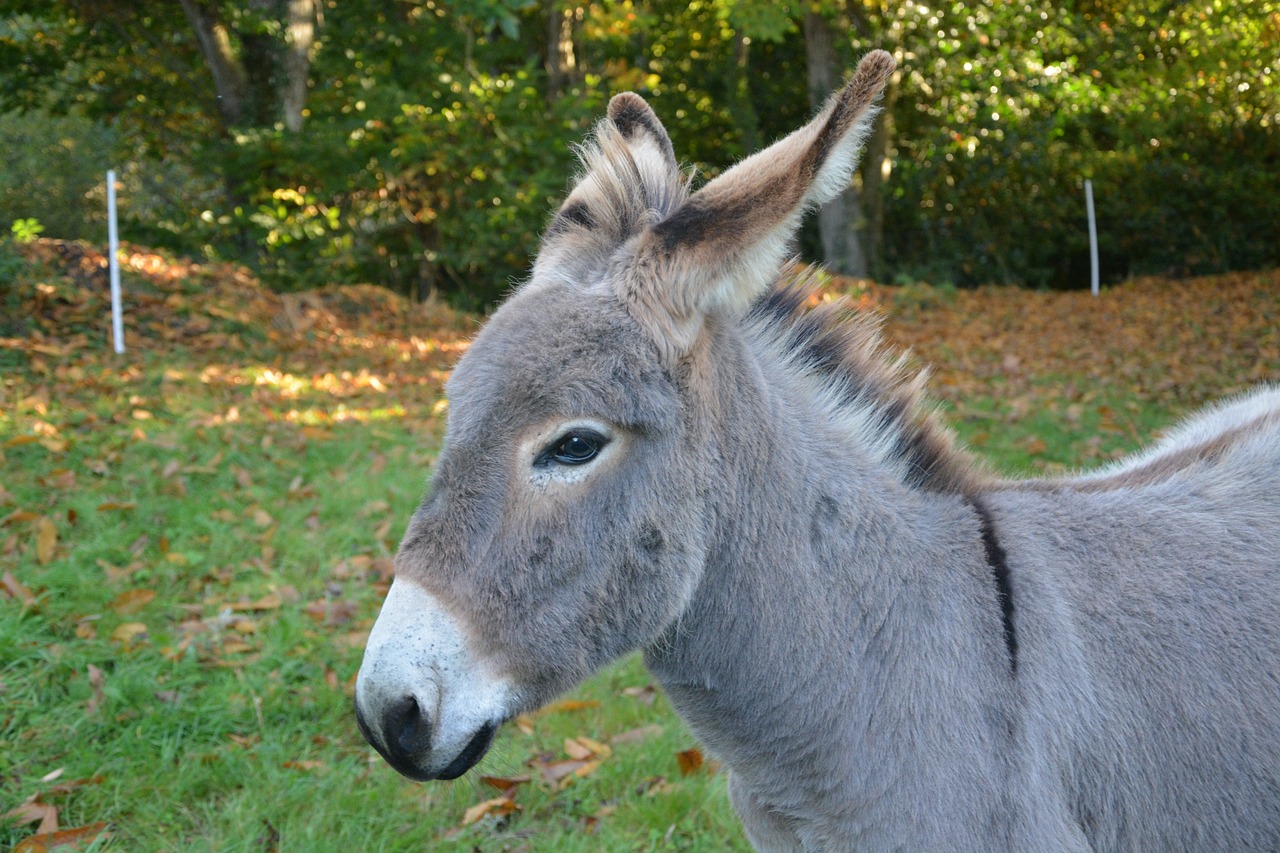 Image - donkey gray donkey herbivore