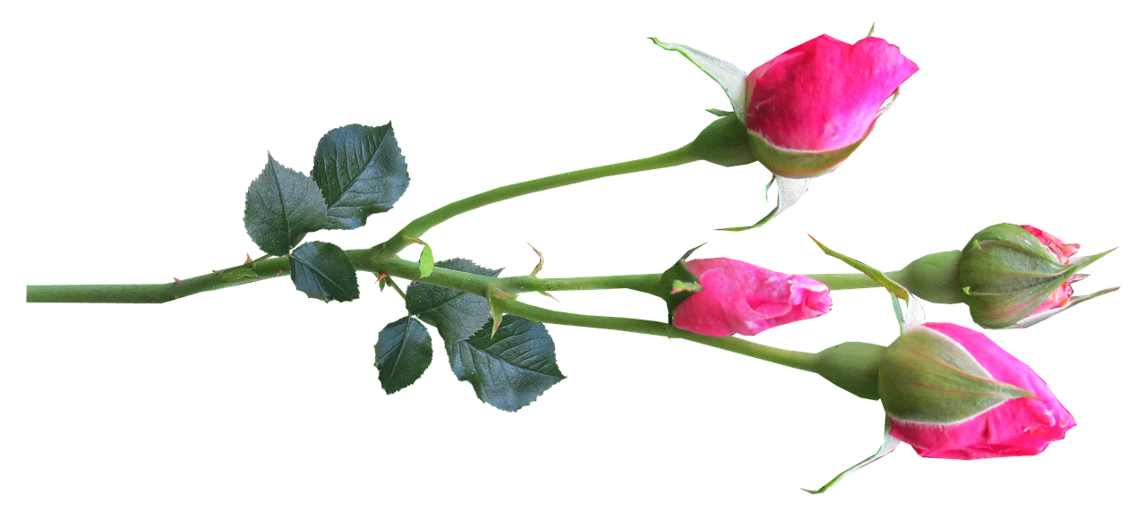 Image - flower stem rose buds pink