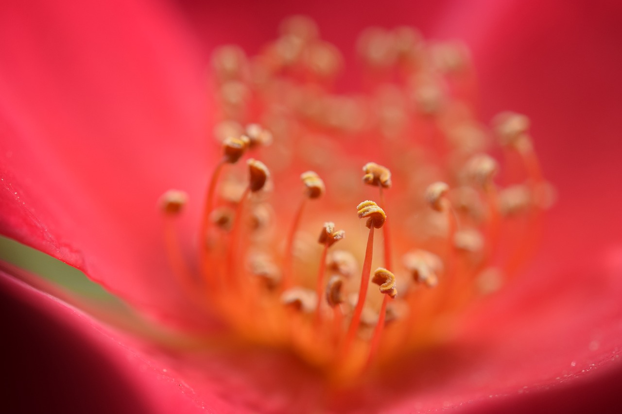 Image - rose red blossom bloom bloom