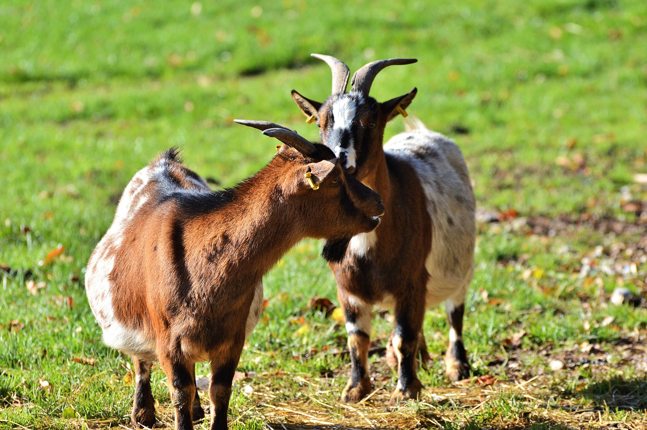 Image - goat livestock billy goat