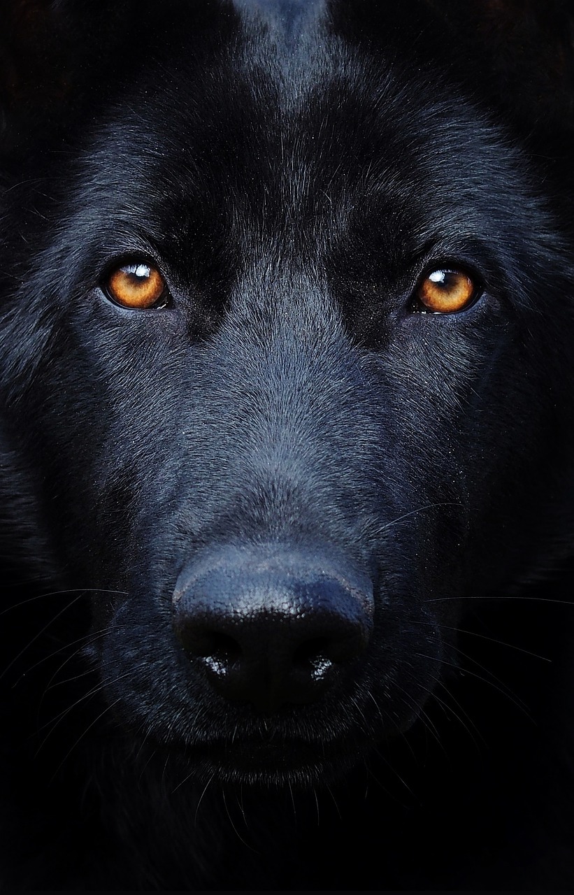 Image - black german shepherd eyes dog head