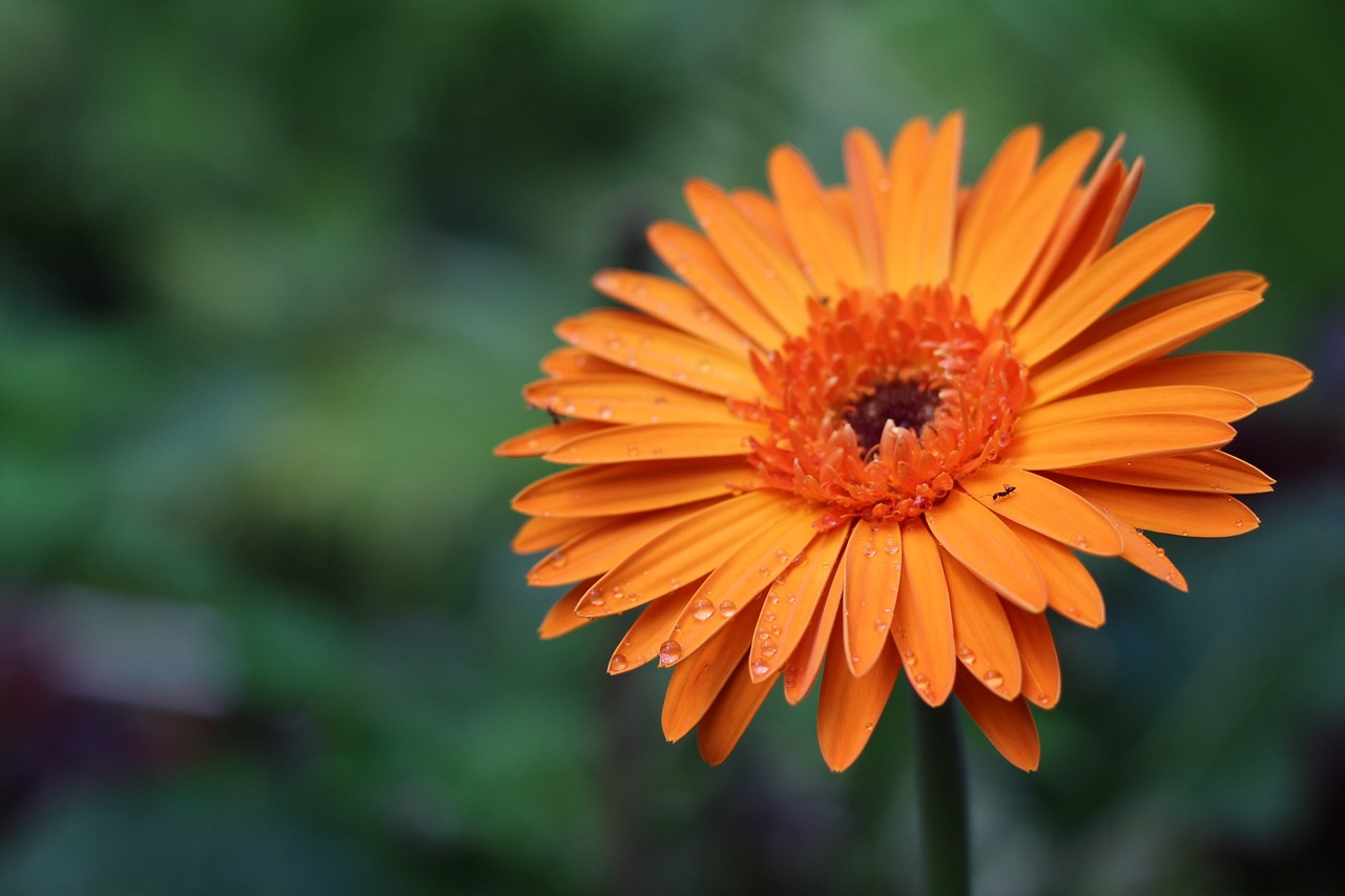 Image - flower doi pui chiang mai flowers