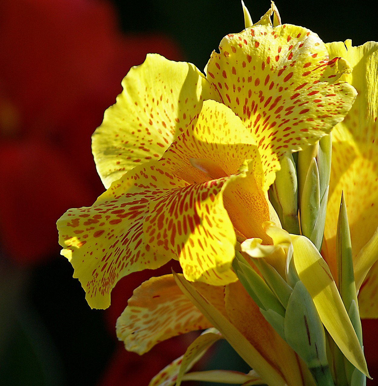 Image - kahn flower yellow flower