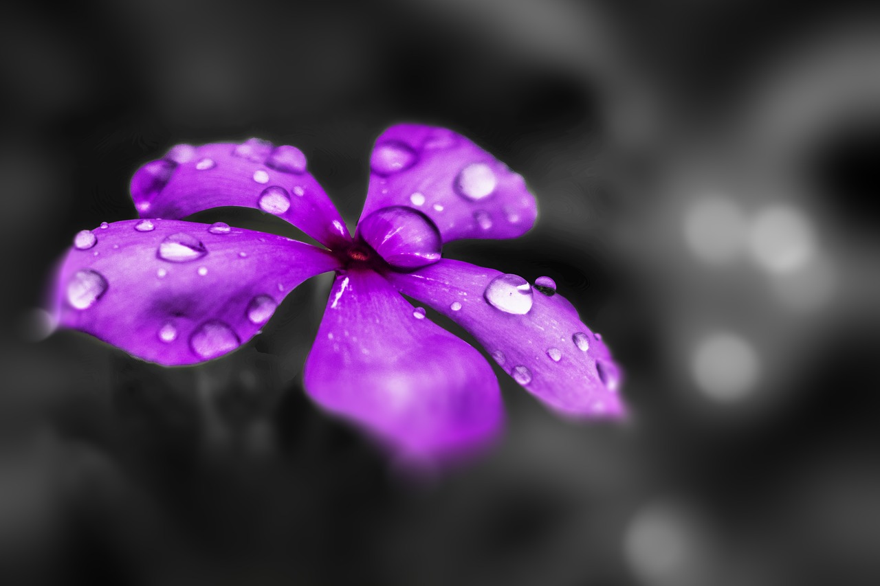 Image - flower purple purple flowers