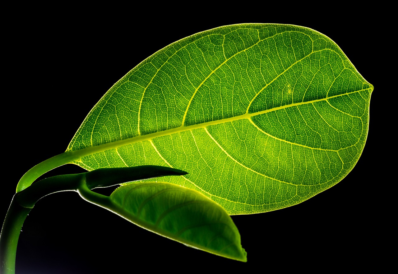 Image - leaf leaves jack fruit leaf green