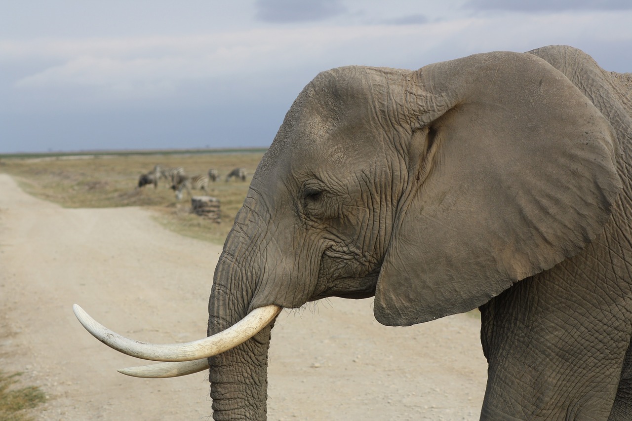 Image - elephant tusk safari amboseli