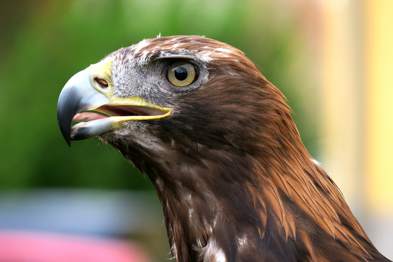 Image - adler golden eagle raptor