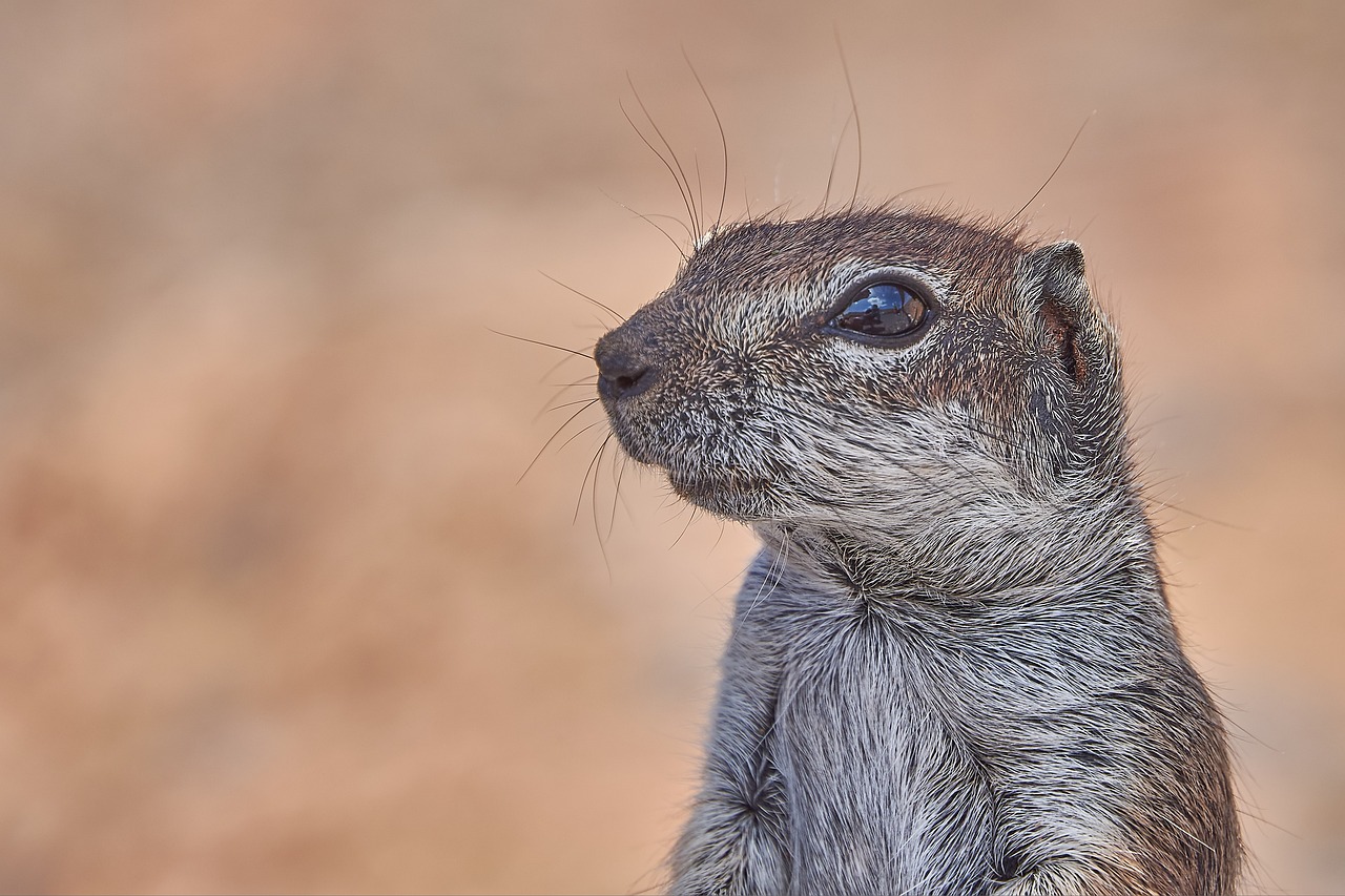 Image - gophers posing rodent äuge head