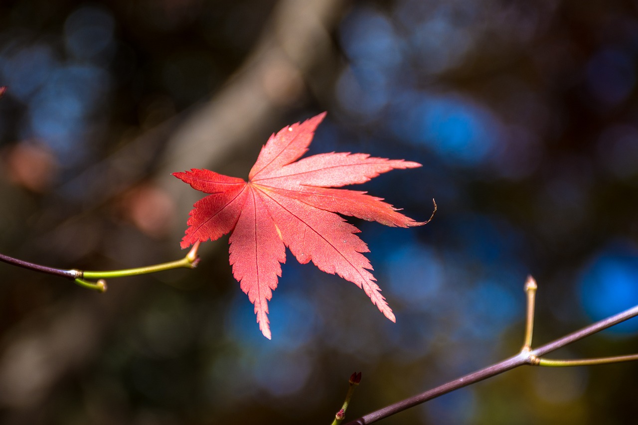 Image - maple leaf blue day autumn