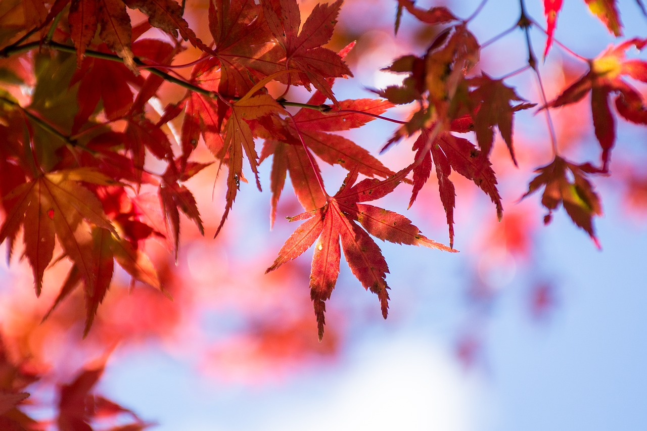 Image - maple leaf blue day autumn