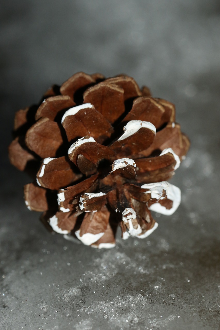 Image - pinecone winter macro