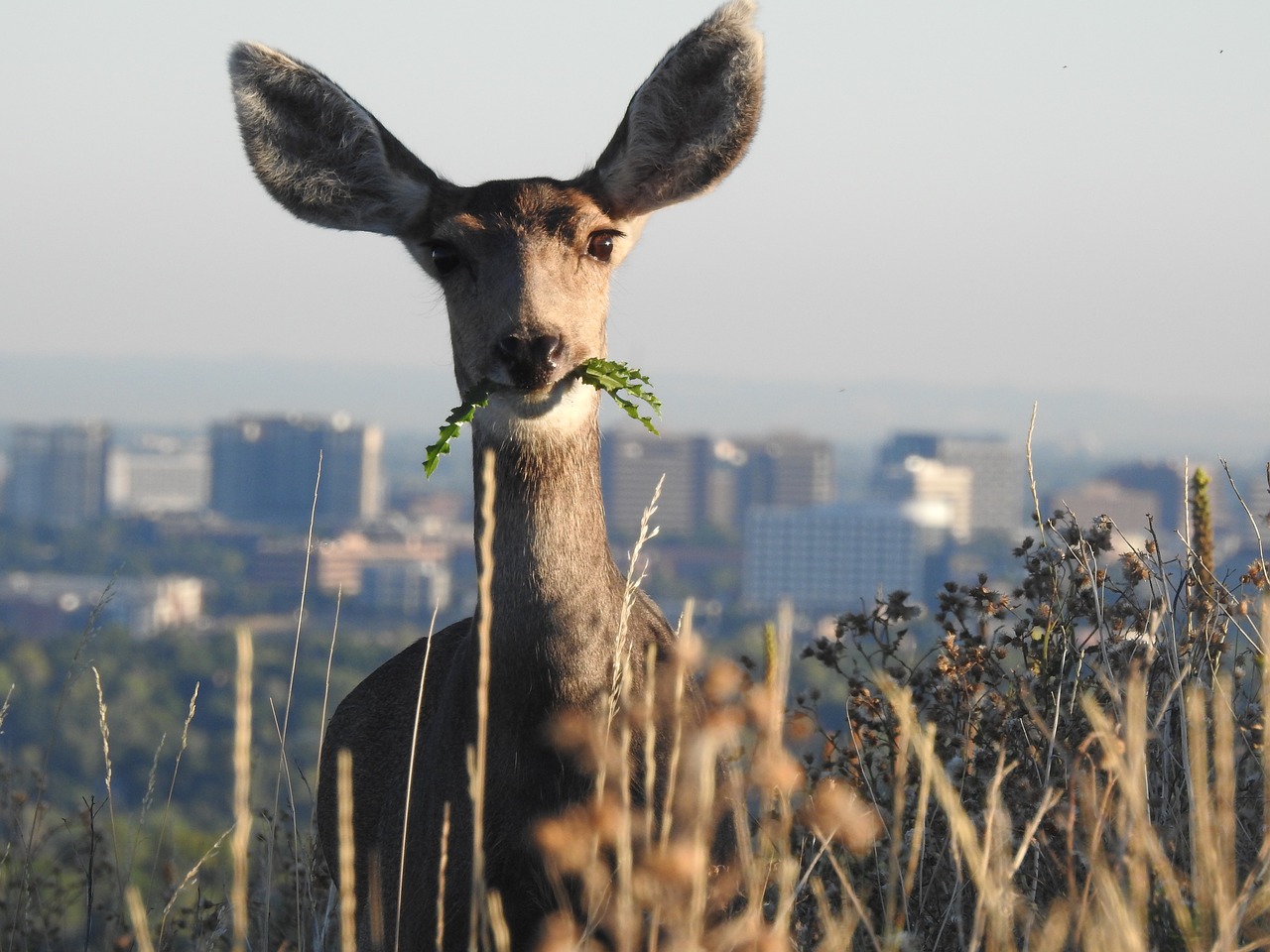 Image - deer denver wildlife hiking