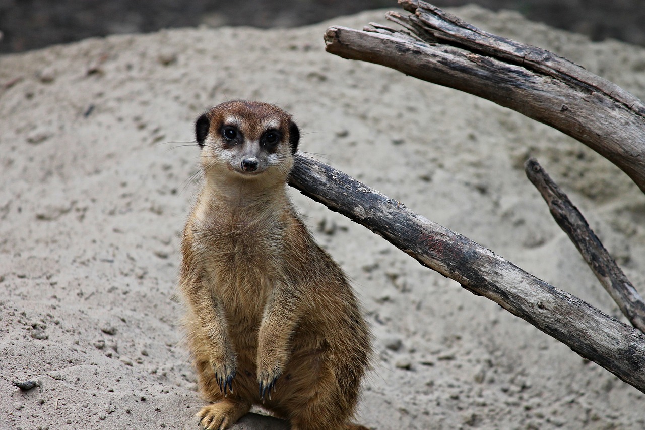 Image - meerkat mongoose scharrtier young