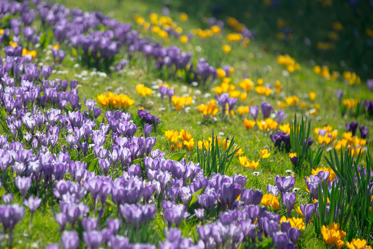 Image - crocus spring blossom bloom