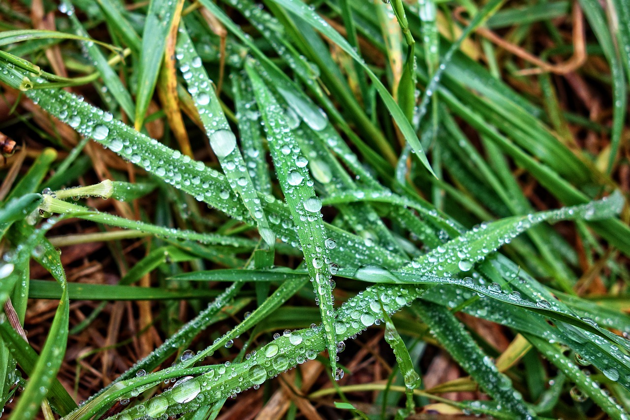 Image - grass grass blades rain drops water